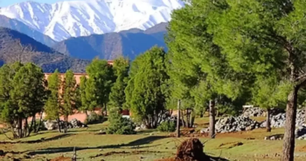 Middle Atlas cedar forest Morocco Azrou Barbary macaque monkeys N8 road